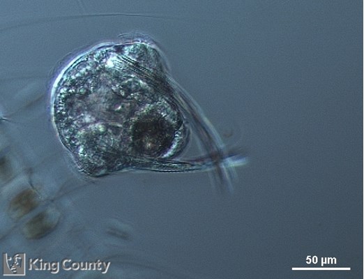 Photo of Sabellariidae